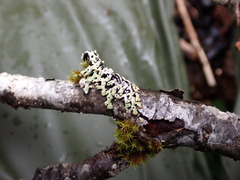 Menegazzia