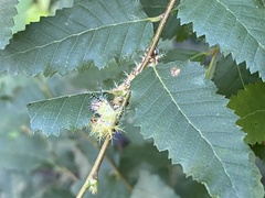 Ormiscodes amphimone