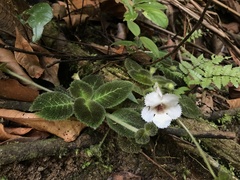 Episcia fimbriata