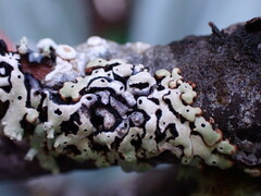 Menegazzia
