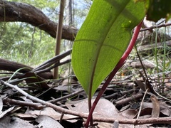 Cryptostylis leptochila