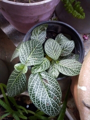 Fittonia
