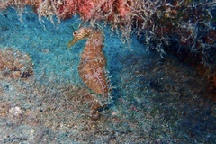 Hippocampus hippocampus