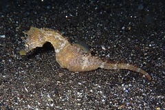 Hippocampus hippocampus