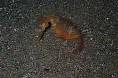 Hippocampus hippocampus