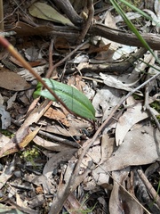 Cryptostylis leptochila