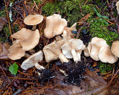 Rhodocybe nuciolens