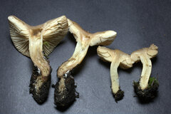 Rhodocybe nuciolens