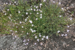 Lithotoma axillaris