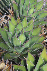 Agave shawii shawii