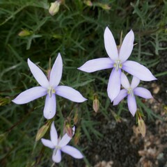Lithotoma axillaris
