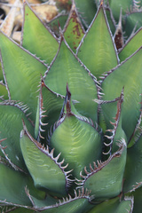 Agave shawii shawii