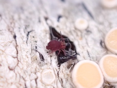 Dicyrtomidae