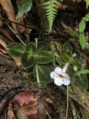 Episcia fimbriata