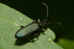 Chrysanthia viridissima