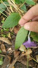 Ruellia squarrosa
