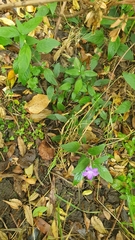 Ruellia squarrosa