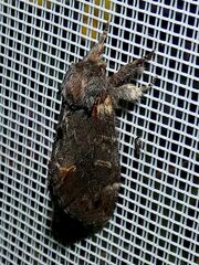 Notodonta dromedarius