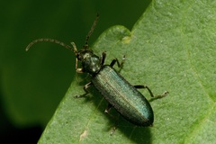 Chrysanthia viridissima