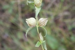 Rhinanthus