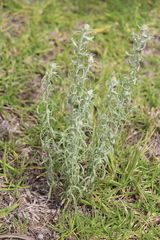 Pseudognaphalium inornatum