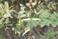 Rhinanthus
