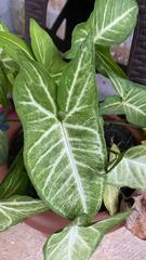 Syngonium