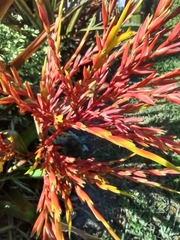 Aechmea blanchetiana