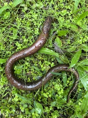 Synbranchus marmoratus