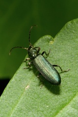 Chrysanthia viridissima