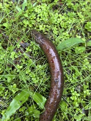 Synbranchus marmoratus