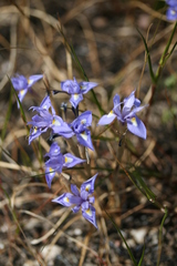 Moraea sisyrinchium