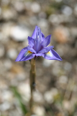 Moraea sisyrinchium