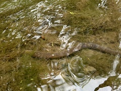 Synbranchus marmoratus