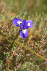Moraea sisyrinchium