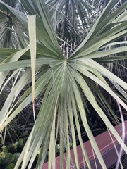 Coryphoideae
