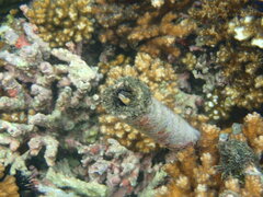 Plagiotremus azaleus