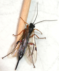 Pimpla disparis