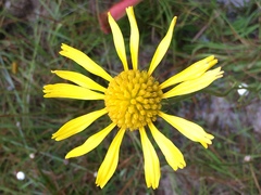 Balduina uniflora