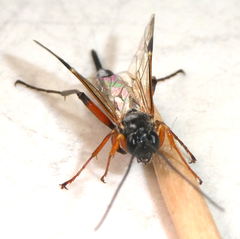 Pimpla disparis