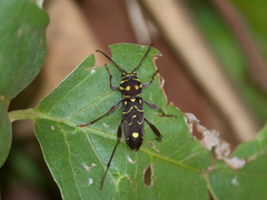 Cotyclytus curvatus