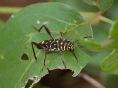 Cotyclytus curvatus