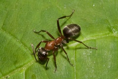 Formica rufibarbis