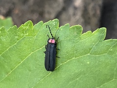 Pyractonema