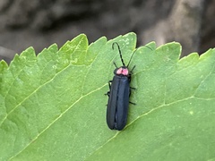 Pyractonema