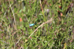 Pollanisus viridipulverulenta