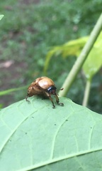 Cyclocephala signaticollis