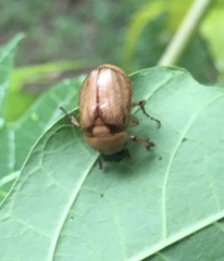 Cyclocephala signaticollis