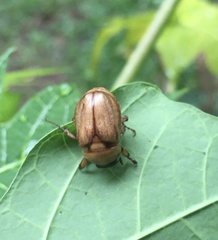Cyclocephala signaticollis