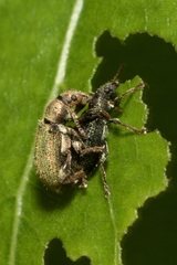 Phyllobius betulinus